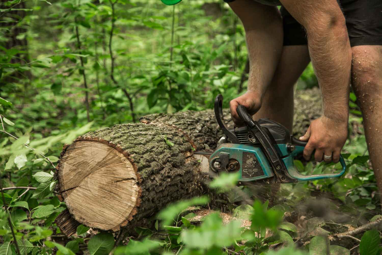 Best Tree Care Services  in Reinholds, PA